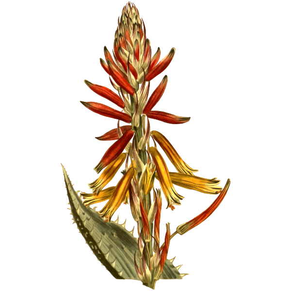 Soft spined aloe