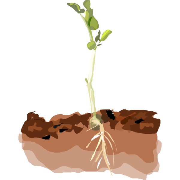 Sprouting plant pea
