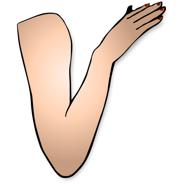 Vector drawing of lady arm bent at elbow