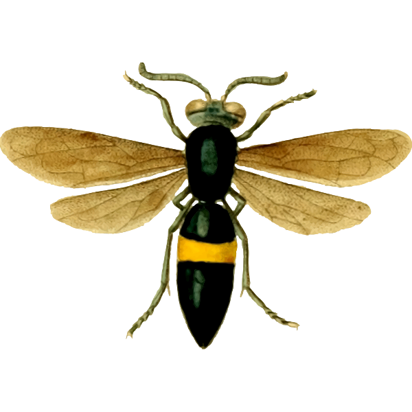 Image of a fly