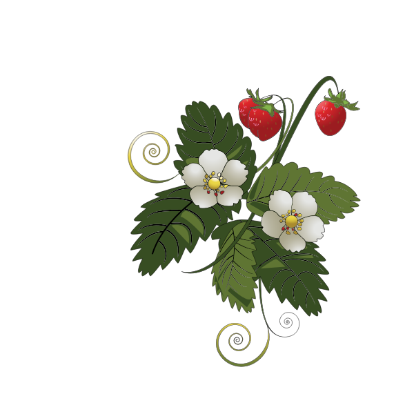 Strawberry plant vector image