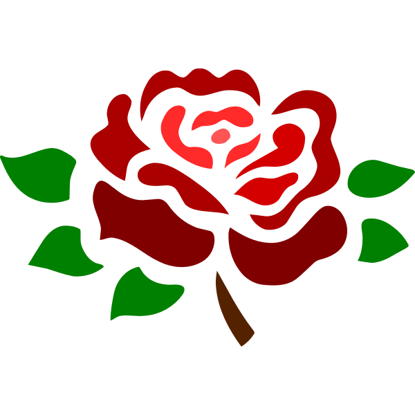 Blossomed deep red rose