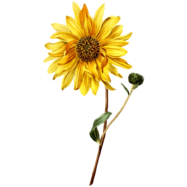 Sunflower3 | Free SVG
