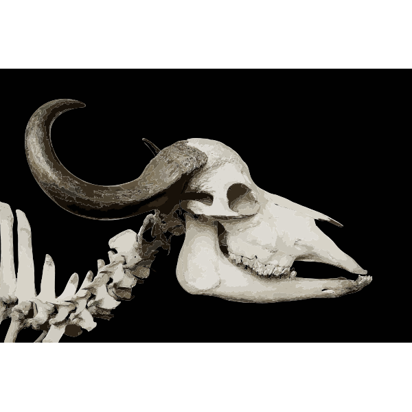 Syncerus caffer african buffalo skull MNHN 2016121931