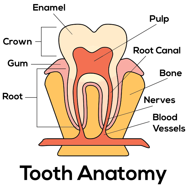 Tooth cut in half vector drawing Free SVG