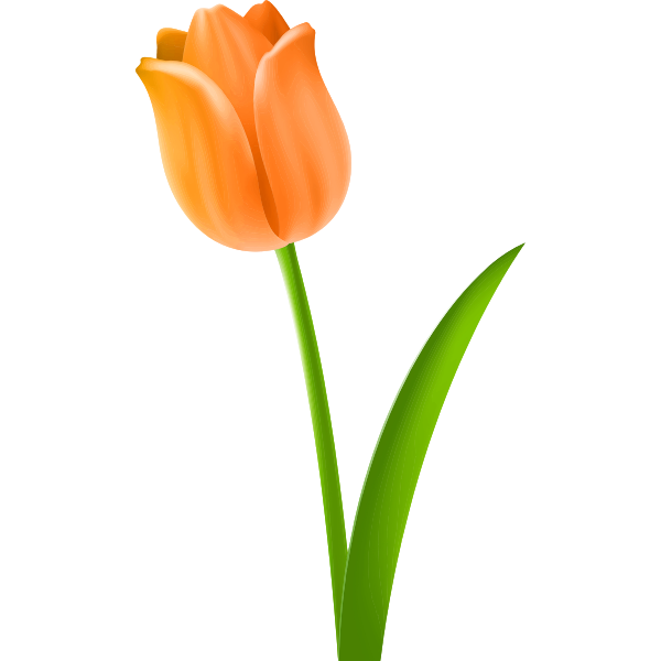 Tulip Colour orange