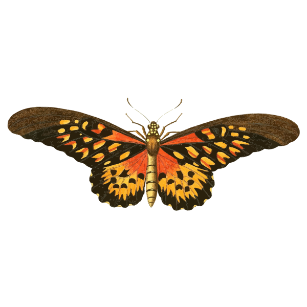 Download Vintage Butterfly Illustration Free Svg