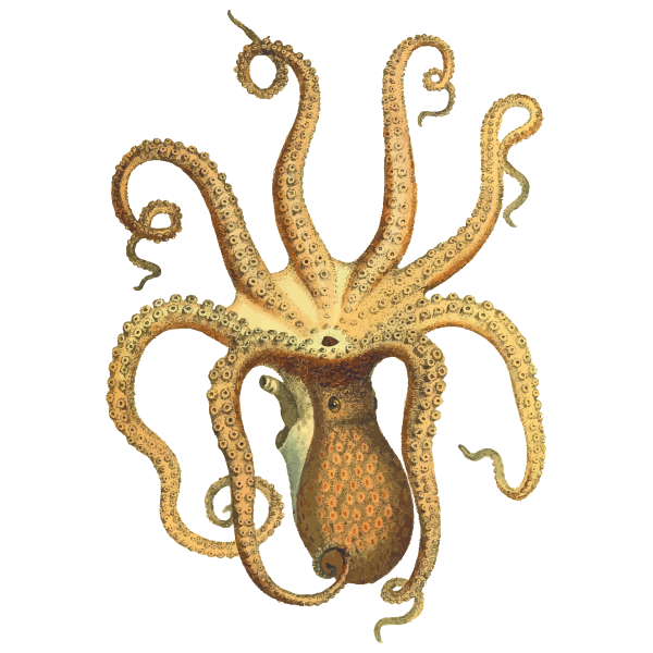 Vintage octopus