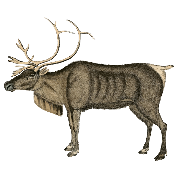 Vintage reindeer