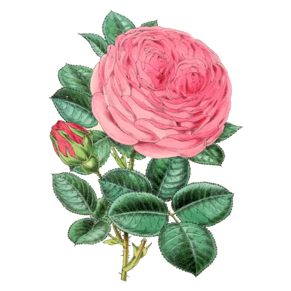 Vintage Rose Illustration 2