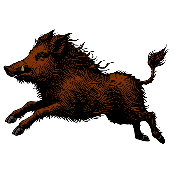 Wild boar 3