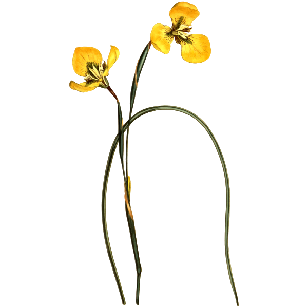 Yellow Trident Petaled Moraea