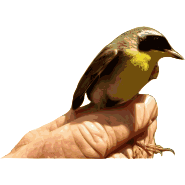 Yellow throat bird on a hand vector graphics