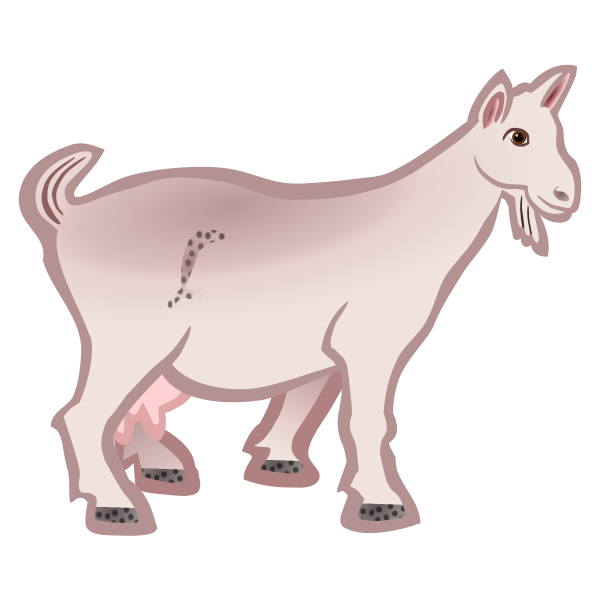 Colored goat