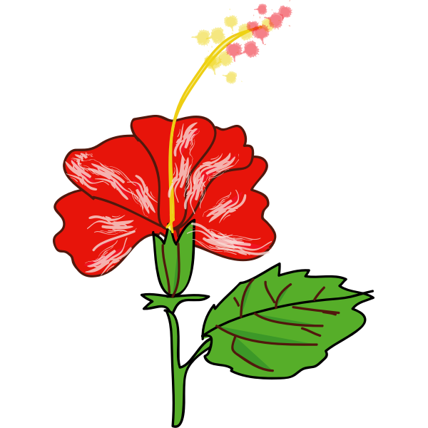 Flower Hibiscus