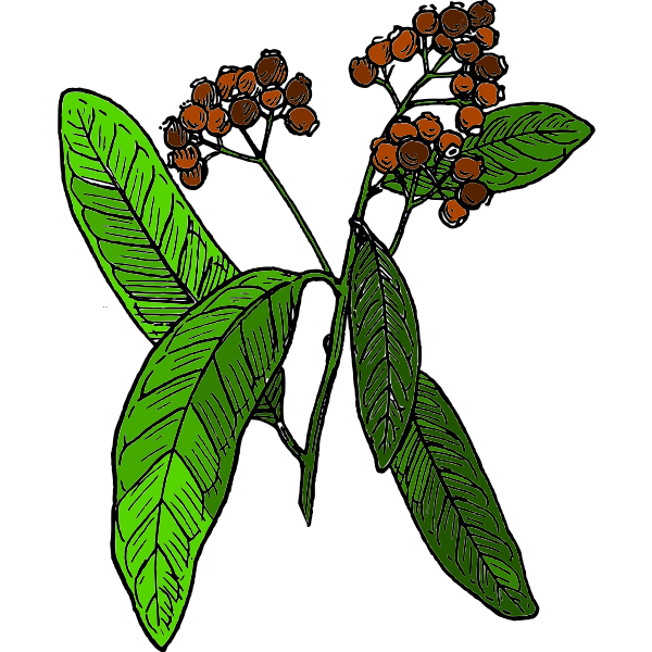 Vector drawing of allspice fruit
