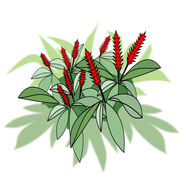 Plant with red flowers