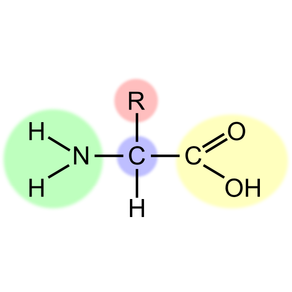Vector image of amino acid scheme