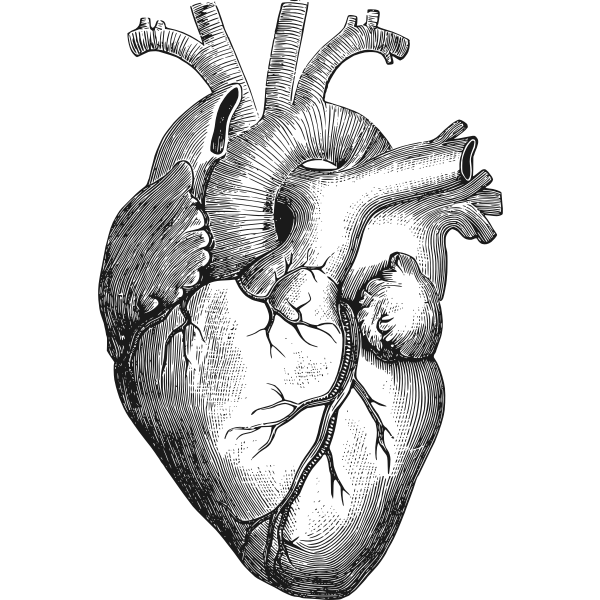 19+ Bloody anatomical heart clipart