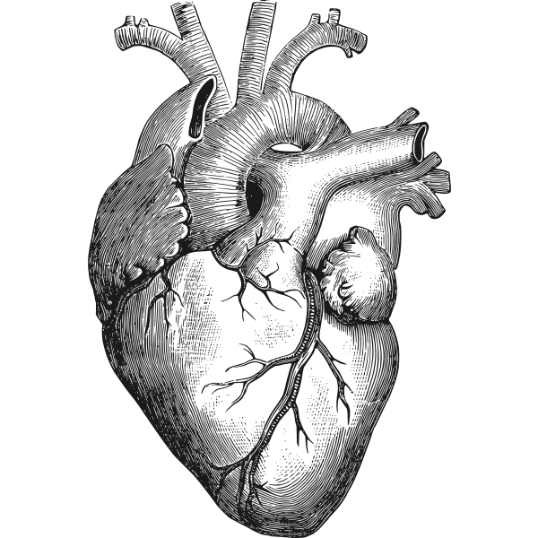 Anatomical Heart Vector Illustration Free SVG anatomical-heart-vector-illustration-free-svg