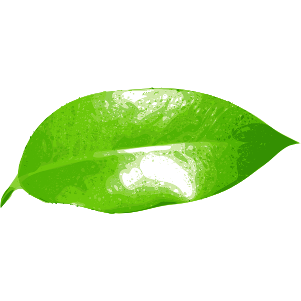 Realistic green leaf