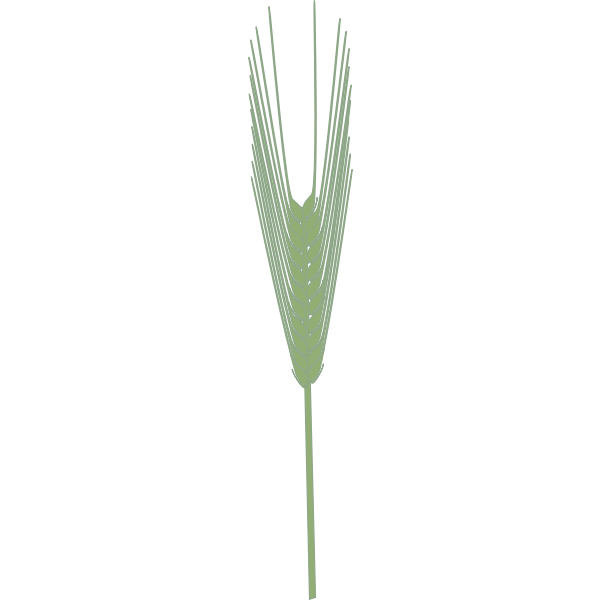 Barley plant vector clip art