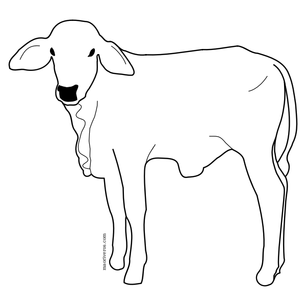 Male calf line art vector image