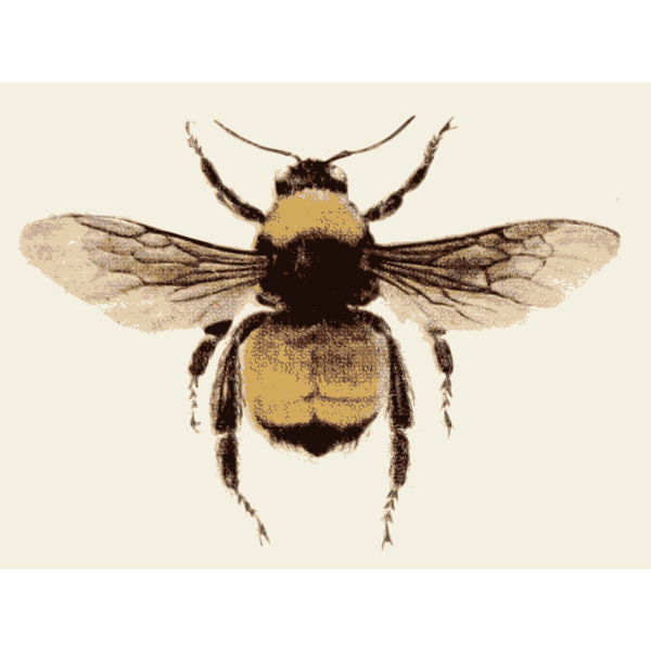Retro bee image