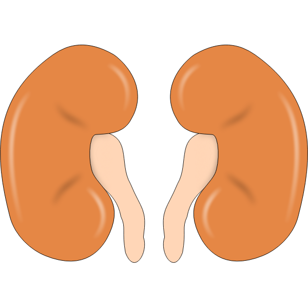 Illustration of kidneys | Free SVG