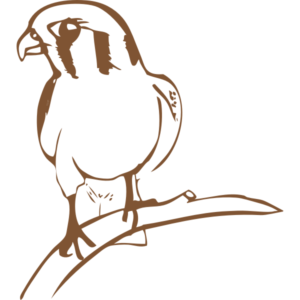 Falcon drawing