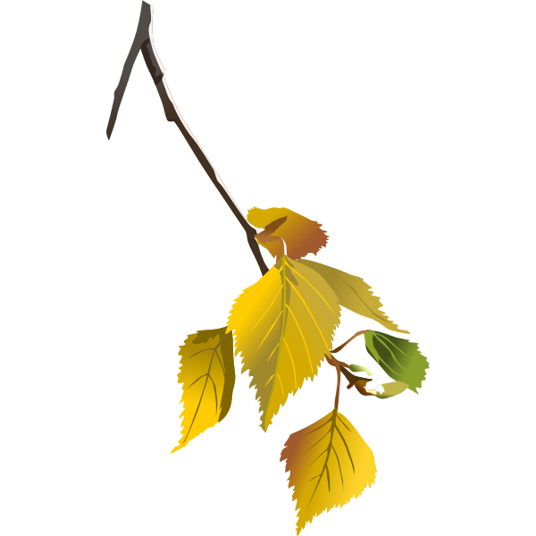 Tree branch in autumn vector drawing