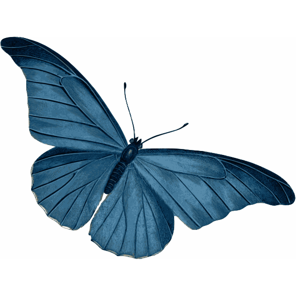 Download Blue Butterfly Vector | Free SVG