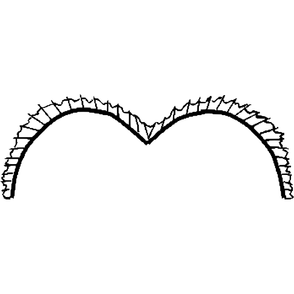 Vector graphics of ballerina white bodice lace