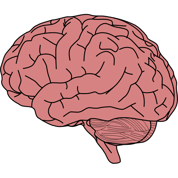 brain in profile2 | Free SVG