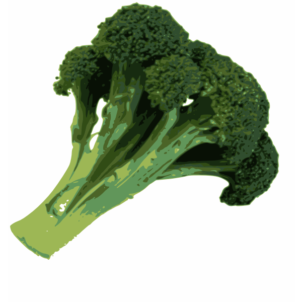 Photorealistic vector image of broccoli