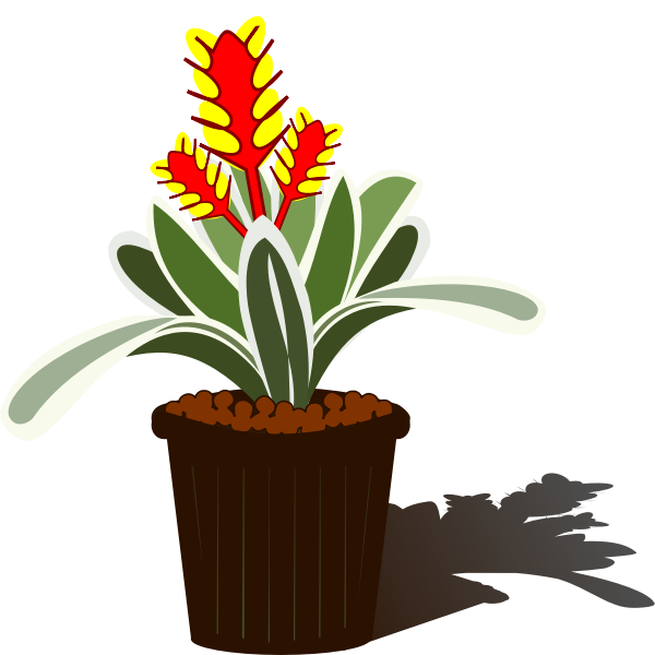 Potted Bromelia vector image | Free SVG