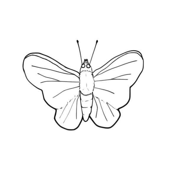 Butterfly line art vector image | Free SVG