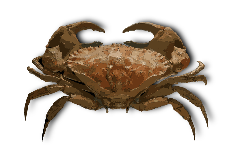 Crab-1643925970