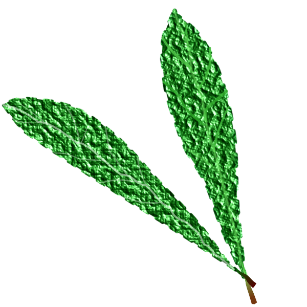 Textured green leaves