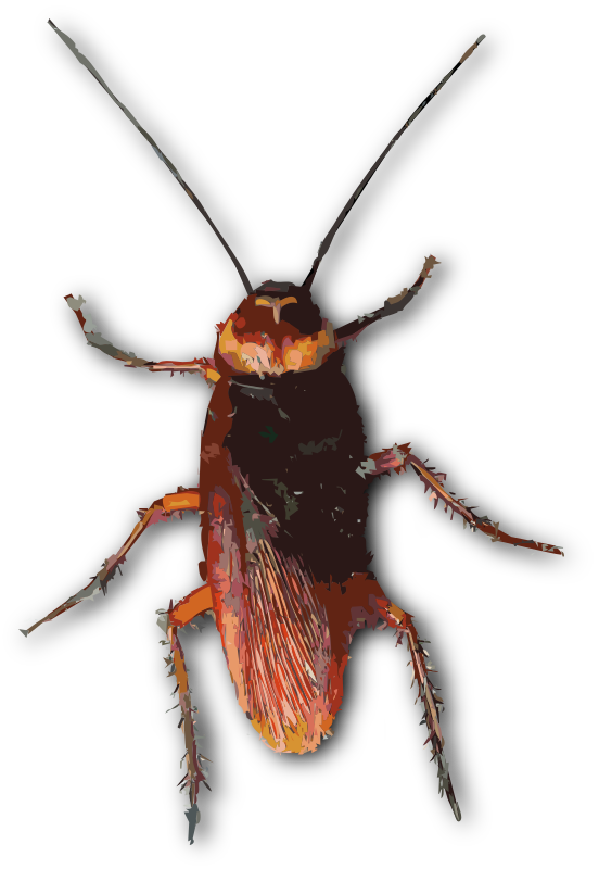 Cockroach vector image