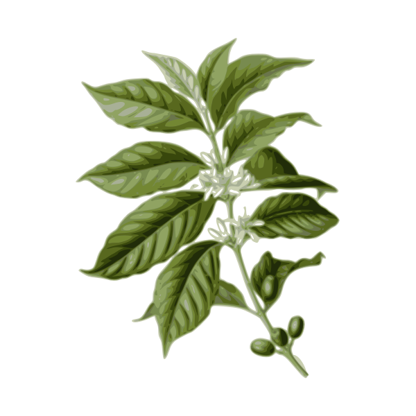 coffee leaves