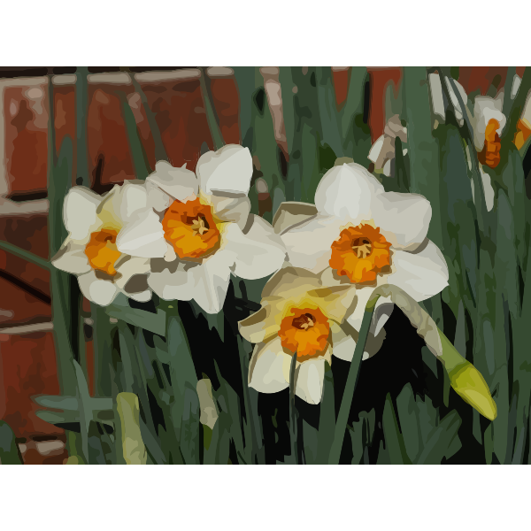 daffodils 02