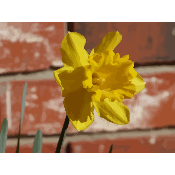 daffodils 05