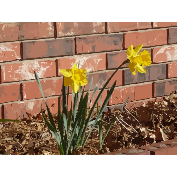 daffodils 07