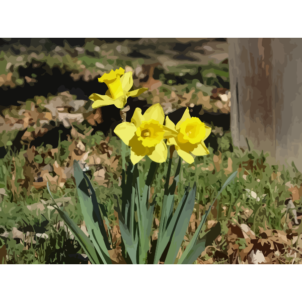 daffodils 13