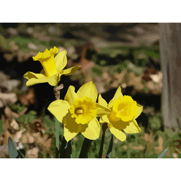 daffodils 14