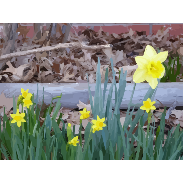 daffodils 16