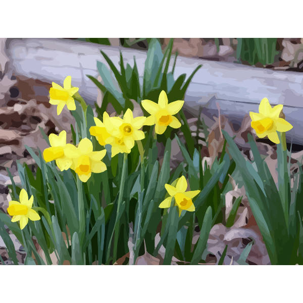 daffodils 17