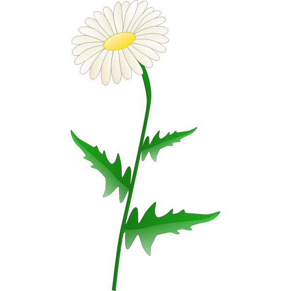 Daisy flower plant