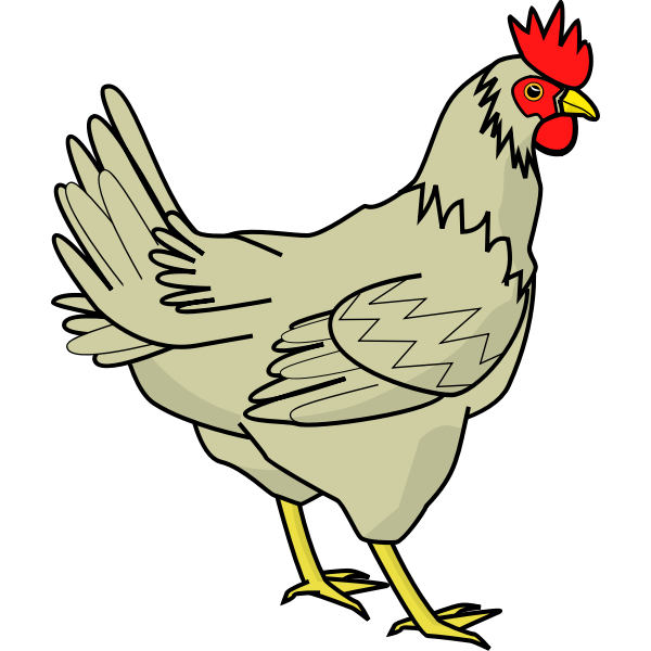 Drawing of poultry bird | Free SVG